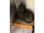 Adopt Night Hawk a Gray or Blue Domestic Shorthair / Domestic Shorthair / Mixed