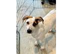 Adopt Darla a White - with Tan, Yellow or Fawn Catahoula Leopard Dog dog in