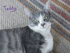 Adopt Teddy a Spotted Tabby/Leopard Spotted American Shorthair / Mixed cat in