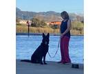 Adopt Finn a Black German Shepherd Dog / Mixed dog in Napa, CA (41035145)