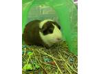 Adopt Nubbs a Brown or Chocolate Guinea Pig small animal in Worcester