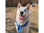 Adopt Thunder a White - with Tan, Yellow or Fawn Jindo / Mixed dog in Vancouver