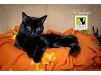 Adopt Penelope a All Black Domestic Shorthair / Mixed cat in Salt Lake City