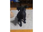Adopt Eclipse a Black Fox Terrier (Smooth) / Terrier (Unknown Type