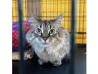 Adopt Aila (in foster) a Domestic Shorthair / Mixed (short coat) cat in