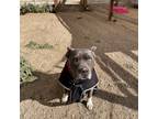 Adopt Bailey a American Pit Bull Terrier / Mixed dog in Tehachapi, CA (39574560)