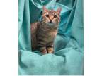 Adopt Dalton a Domestic Shorthair / Mixed (short coat) cat in Pittsfield
