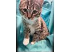 Adopt Dixie a Domestic Shorthair / Mixed (short coat) cat in Pittsfield