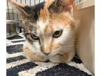Adopt Desirea a Calico / Mixed (short coat) cat in Pittsfield, IL (41034738)