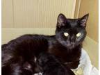 Adopt Zeda a All Black Domestic Shorthair / Mixed cat in Panama City
