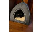 Adopt Onyx a All Black Domestic Mediumhair (medium coat) cat in Fort Worth