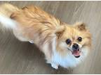 Adopt Sky a White - with Tan, Yellow or Fawn Pomeranian / Mixed dog in San