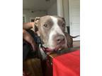 Adopt PK a Brown/Chocolate - with White American Pit Bull Terrier / Mixed dog in