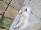 Adopt Boba a White Samoyed / Mixed dog in San Francisco, CA (41034374)