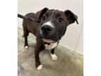 Adopt Watson a Mixed Breed (Medium) / Mixed dog in Jonesboro, AR (41034273)