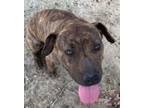 Adopt Jenny Springs a Mountain Cur / Black Mouth Cur / Mixed dog in El Dorado