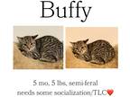 Adopt Buffy a Domestic Shorthair / Mixed (short coat) cat in Albany