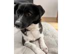 Adopt Dodam a Tan/Yellow/Fawn - with White Mixed Breed (Medium) / Mixed dog in