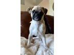 Adopt Venice - Adoption Pending a White Pug dog in Kelowna, BC (41034089)