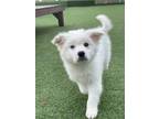 Adopt Mungchi a White Mixed Breed (Small) / Mixed dog in Los Angeles