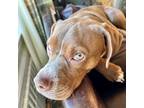 Adopt Milo a Brown/Chocolate - with White Boxer / Vizsla / Mixed dog in Summit