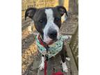 Adopt Hector a Brindle American Pit Bull Terrier / Mixed dog in Indianapolis