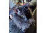 Adopt Phoebe a Gray or Blue Domestic Longhair (long coat) cat in Covington