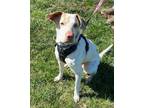 Adopt Keke a Tan/Yellow/Fawn Labrador Retriever / Mixed dog in Newburgh