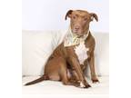 Adopt Macy a Brown/Chocolate Pit Bull Terrier / Retriever (Unknown Type) / Mixed