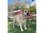 Adopt Georgia a Tan/Yellow/Fawn Labrador Retriever / Mixed dog in Temecula