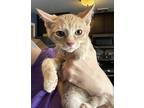 Adopt Mikey a Orange or Red Tabby Domestic Shorthair (short coat) cat in Browns