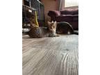 Adopt Aravis a Brown Tabby Domestic Shorthair (short coat) cat in Kalamazoo