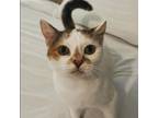 Adopt Kiwi a Calico or Dilute Calico Domestic Shorthair (short coat) cat in