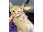 Adopt Tony a Orange or Red Tabby Domestic Shorthair (short coat) cat in Browns
