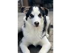 Adopt Dottie a Siberian Husky / Mixed dog in Matawan, NJ (40875196)
