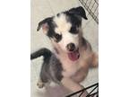 Adopt Dottie a Siberian Husky / Mixed dog in Matawan, NJ (40875196)