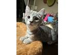 Adopt Dusty a Gray, Blue or Silver Tabby Domestic Shorthair (short coat) cat in
