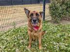 Adopt DUDETTE a Black German Shepherd Dog / Mixed dog in Tustin, CA (40388447)