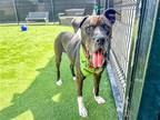Adopt KOREY a Black Boxer / Mixed dog in Tustin, CA (40612873)