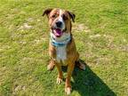 Adopt RYLAN a Red/Golden/Orange/Chestnut Boxer / Mixed dog in Tustin