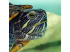Adopt Harriet a Turtle - Water / Mixed reptile, amphibian