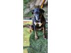 Adopt Lucille a Black Beagle / Mixed Breed (Medium) / Mixed (short coat) dog in