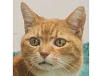 Adopt Zippy a Domestic Shorthair / Mixed (short coat) cat in Eastsound