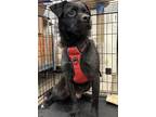 Adopt Cricket a Black Terrier (Unknown Type, Medium) / Mixed dog in Newport