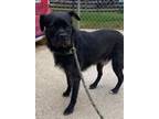 Adopt Cricket a Black Terrier (Unknown Type, Medium) / Mixed dog in Newport