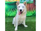 Adopt Sheffield a White Siberian Husky / Mixed dog in Costa Mesa, CA (41033090)