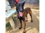 Adopt Marvel a Brown/Chocolate - with Black Belgian Malinois / Mixed dog in