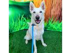 Adopt Benny a White German Shepherd Dog / Mixed dog in Costa Mesa, CA (41032976)