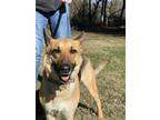 Adopt Allie a Black - with Tan, Yellow or Fawn German Shepherd Dog / Mixed dog