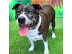 Adopt Zoey a Brindle - with White American Pit Bull Terrier / Labrador Retriever